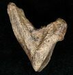 Large Rooted Triceratops Tooth - #12373-1